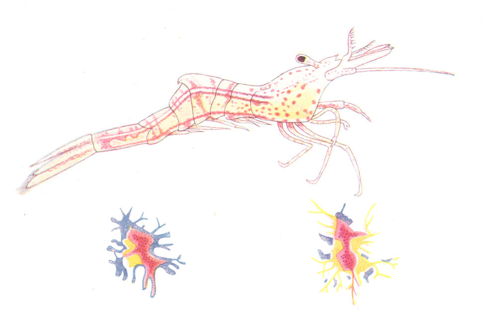 CRUSTACEANS. Pigment cells in Aesop Prawn (Hippolyte varians)  1936 old print
